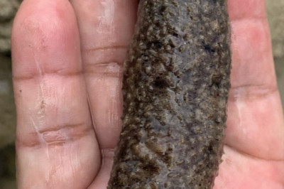 Endangered sea cucumber found in Aboitiz Cleanergy Park