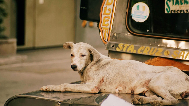 World Rabies Day: Act now: You, Me, Community