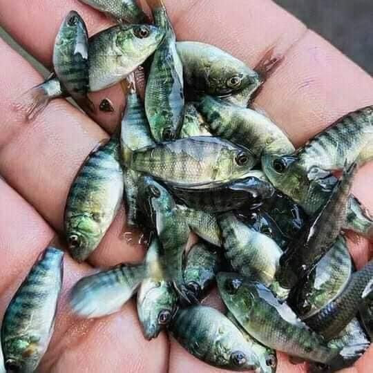 125,000 tilapia fingerlings distributed in agri districts in Davao City News Fort Your