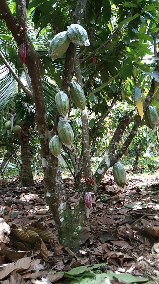 7 cacao farmers in Davao City to compete in Philippine Cocoa Quality