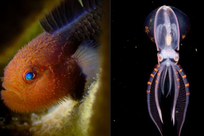 Anilao underwater 'shootout' is back