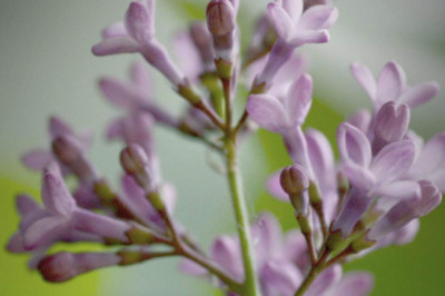 Verse of the Day | Dec 15