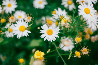 Verse of the Day | Dec 27