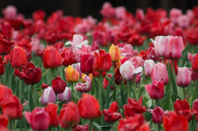 Verse of the Day | Dec 30