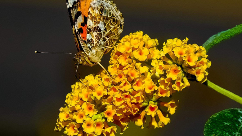 Verse of the Day | Jan 11