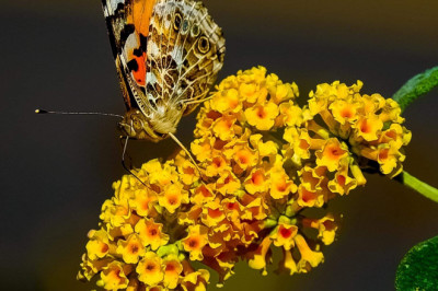 Verse of the Day | Jan 11