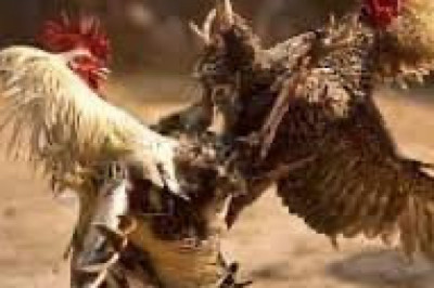 7 cops involved in E-Sabong face admin cases