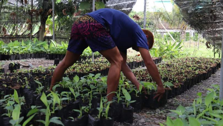 Santo Tomas LGU gives 20k seedlings to banana farmers
