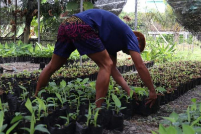 Santo Tomas LGU gives 20k seedlings to banana farmers