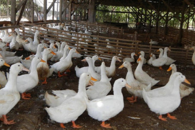 Davao implements stiff measures vs bird flu
