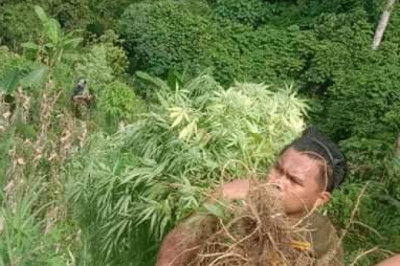 P5.2-M worth of marijuana uprooted in Davao del Sur