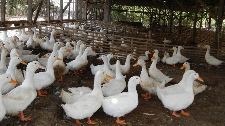 Davao City still avian flu-free