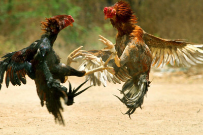 PNP, maglulunsad ng crackdown sa E-sabong