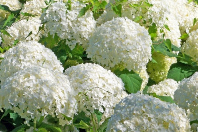 Verse of the Day | May 10