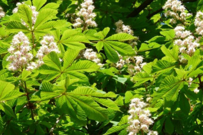 Verse of the Day | May 11