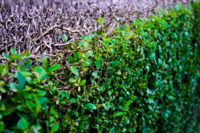 Verse of the Day | May 17