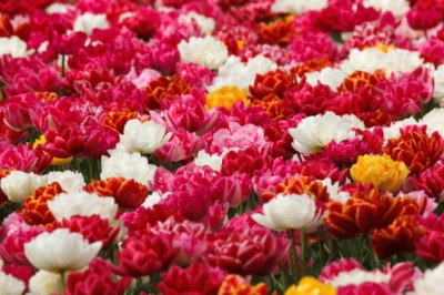 Verse of the Day | May 21