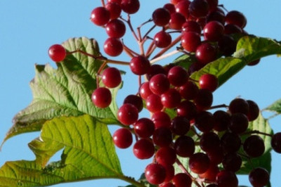 Verse of the Day | May 26