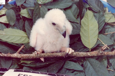 PEF to relocate Philippine Eagle Center to Eden Toril