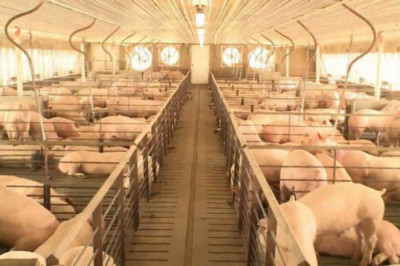 932 barangays sa buong bansa,  ASF-free na: DA