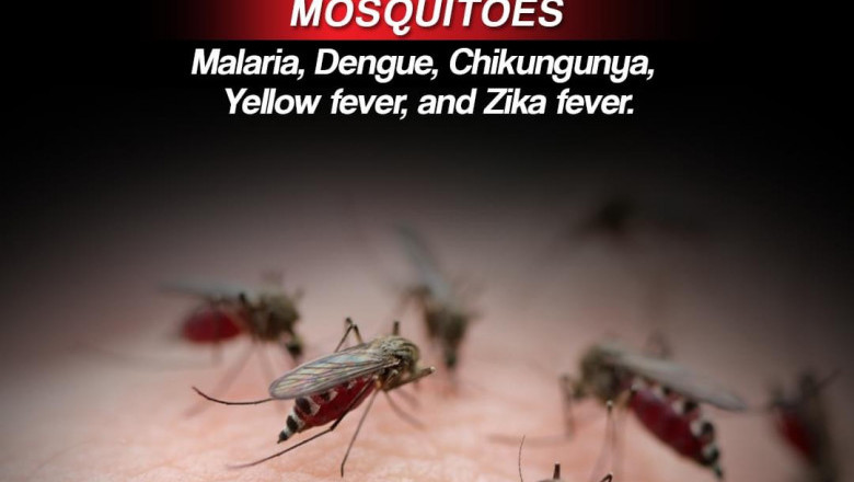 2 Chikungunya cases confirmed in Brgy. Ilang; 16 more suspected cases monitored