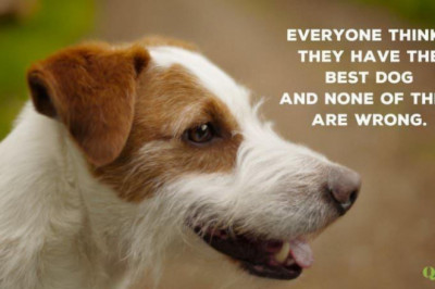 5 deaths due to rabies recorded Jan.-June in Davao City