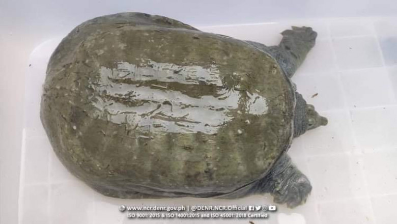 Na-retrieve na Chinese softshell turtle sa Quezon City nasa pangangalaga na ng DENR