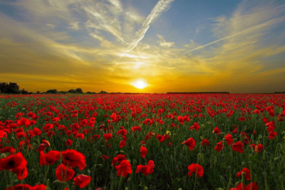 Verse of the Day | August 20