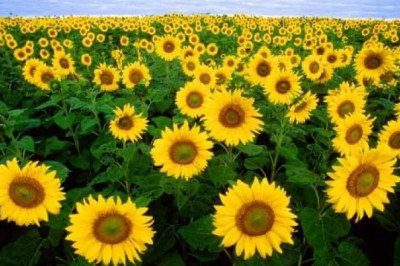 Verse of the Day | August 21