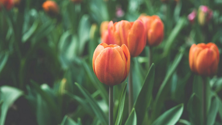 Verse of the Day | August 23