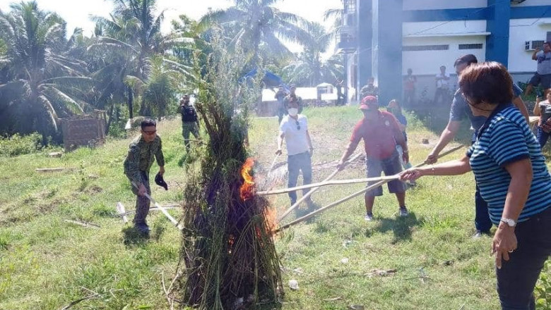 PDEA 11 burns P400K marijuana plants in Davao del Sur