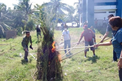 PDEA 11 burns P400K marijuana plants in Davao del Sur