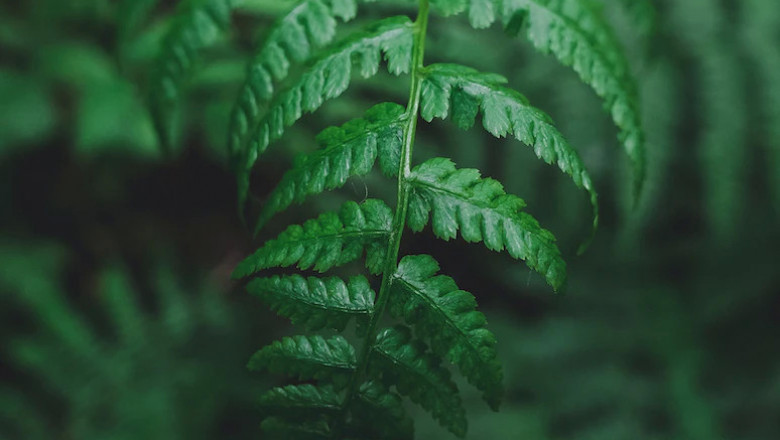 Verse of the Day | September 24