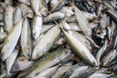 Bohol requires 29,000 metric tons of fish supply: BFAR official