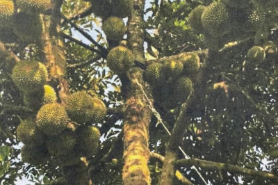 Davao City eyes durian production expansion