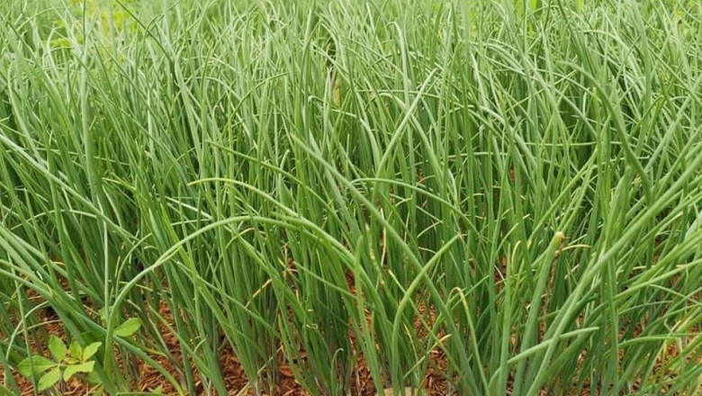 Planned onion plantation in DavSur to  boost production of commodity