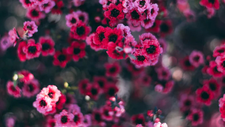 Verse of the Day | January 28