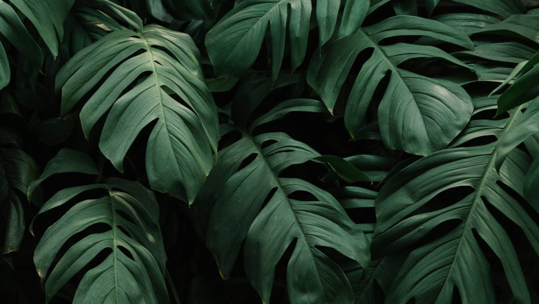 Verse of the Day | June 25, 2023