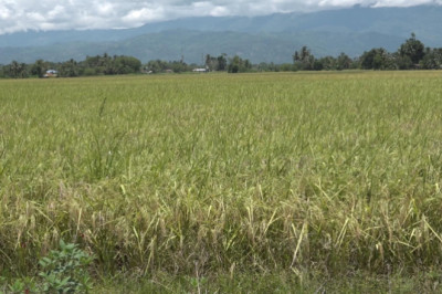 Rice tech forum held in DavSur