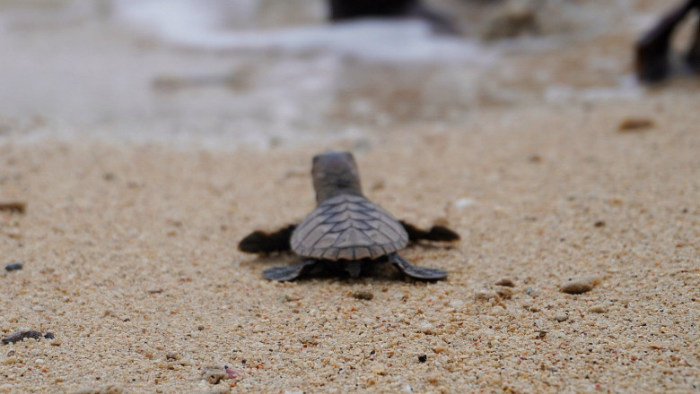 Aboitiz Cleanergy Park is off to a great start with a new sea turtle nest and hatchlings release