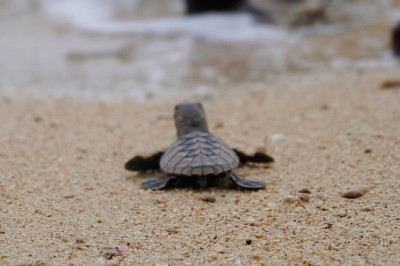 Aboitiz Cleanergy Park is off to a great start with a new sea turtle nest and hatchlings release