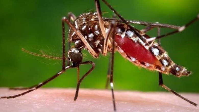 Davao City records 1,140 dengue cases, 8 deaths