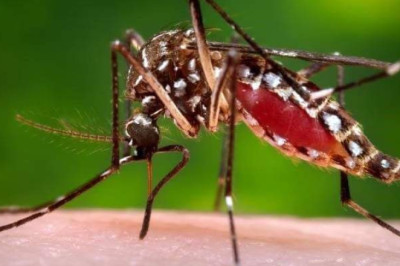 Davao City records 1,140 dengue cases, 8 deaths
