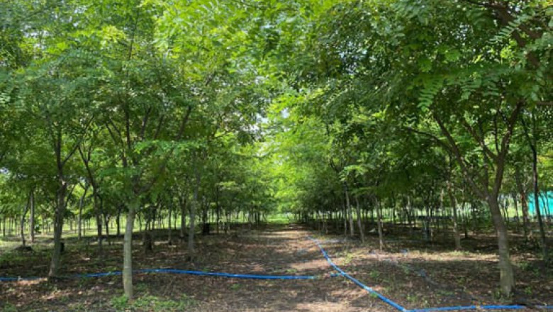 Megaworld now 100% carbon neutral for company-owned mall,  office developments