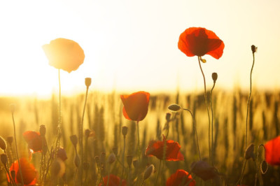 Verse of the Day | July 12, 2024