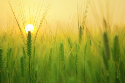 Verse of the Day | July 15, 2024