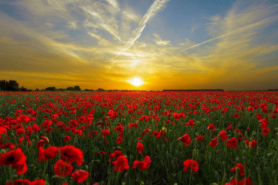 Verse of the Day |  August 11, 2024