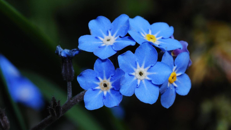 Verse of the Day | November  17, 2024