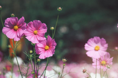 Verse of the Day | December 29, 2924