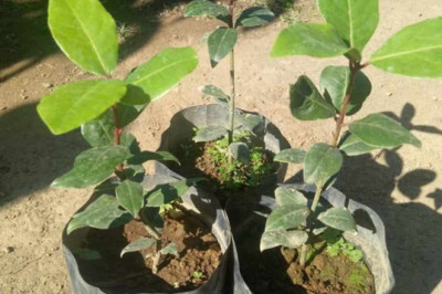 City Agri  reserves 50,000 cacao seedlings for Davao farmers